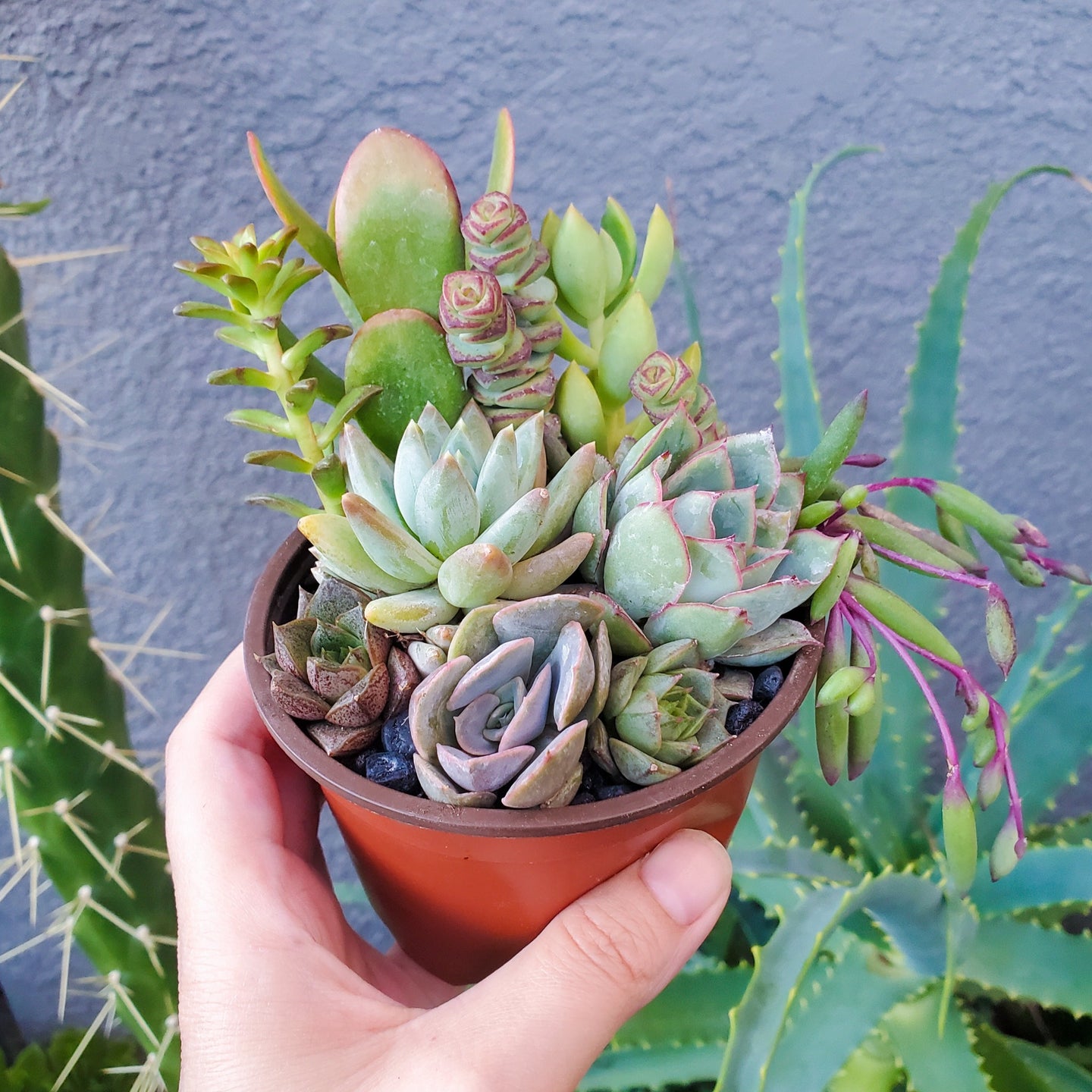 4 Inch Mix Arrangement
